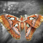 Poczdam – kwiatowa rezydencja cesarzy